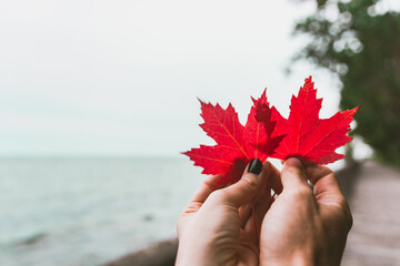 Couple in love holding with hands two red maple tree leaves. National symbol of Canada. Toronto Island Park