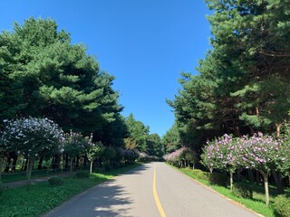 atumn, rode, 가을, 낭만, 인생, 길