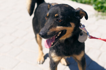 Adorable little dog portrait in sunny street, homeless doggy.