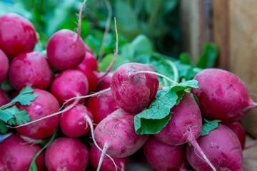 A Display of Radishes For Sale
