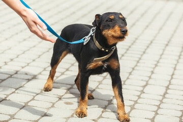German hunting terrier walking on leash in sunny street, homeless dog