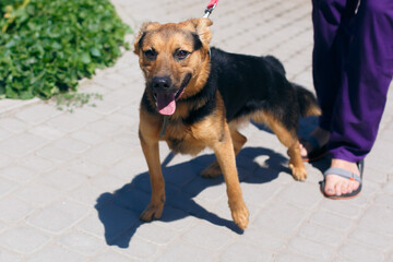 Scared mixed breed german shepherd portrait in sunny street, homeless dog
