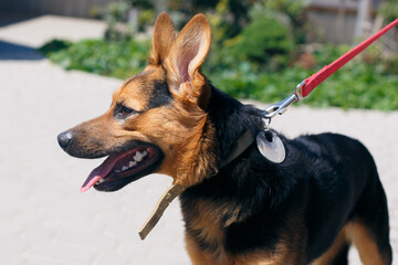 Happy mixed breed german shepherd portrait in sunny street, homeless dog