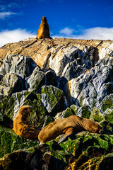 Sea Lions on the island Tierra del Fuego. Beagle Channel, Ushuaia, Argentina.