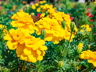 咲き誇るマリーゴールド