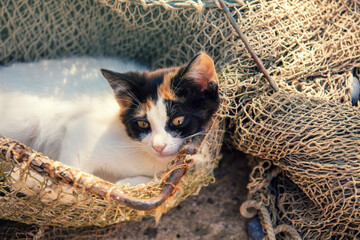 Funny calico color kitten lies outdoors in a fishing net