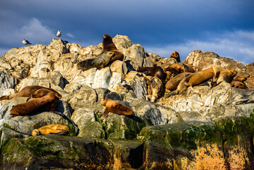 Sea Lions on the island Tierra del Fuego. Beagle Channel, Ushuaia, Argentina.