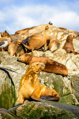 Sea Lions on the island Tierra del Fuego. Beagle Channel, Ushuaia, Argentina.