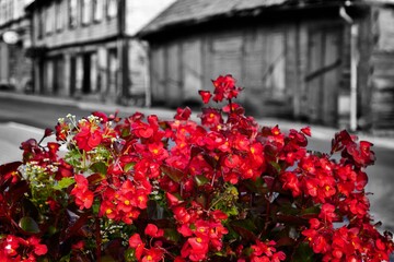 red flowers at the edge of the street bloom