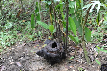 Dead withered tropical giant flower rafflesia arnoldii corpse in Borneo island rainforest mountains