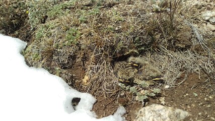 These baby birds can survive in an extreme temperature at 4700m even snowfall occurs directly on their nest but they can still remain alive.
Shimshal Pass
Hunza Pakistan