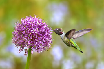 Fototapeta na wymiar Hummingbird over bright summer background