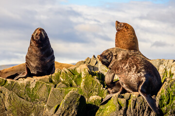 Sea Lions on the island Tierra del Fuego. Beagle Channel, Ushuaia, Argentina.