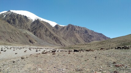 cattle grazing near Wulyo Sar peak 6050m
