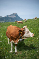 Fototapeta na wymiar Beautiful swiss cows. Alpine meadows. Mountains. 