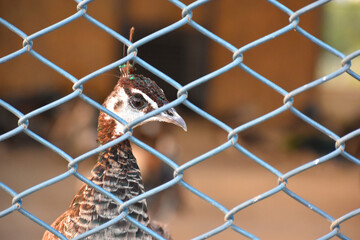 peacock head behind a fence, peacock in zoo