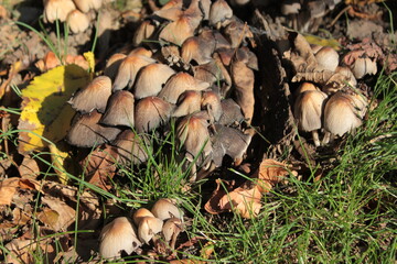 Fototapeta premium Mushrooms grow in a clearing in the autumn forest.