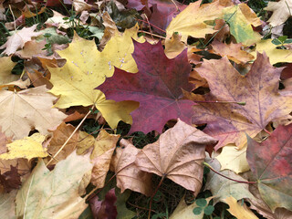 gold autumn, 
Maple Leaf