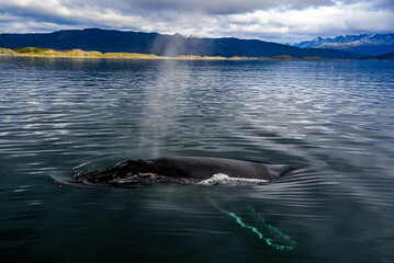 Whales in the Beagle Channel. Beagle Channel is a strait in Tierra del Fuego Archipelago on the extreme southern tip of South America between Chile and Argentina.