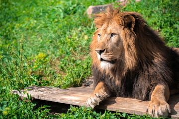 Lion lying on the grass with a calm face expression