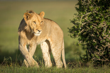 Male lion standing in golden afternoon light in the Masai Mara in Kenya