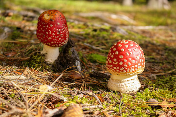 Fly agaric mushroom in the wild growing on moss and grass.