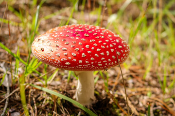 Fly agaric mushroom in the wild growing on moss and grass.