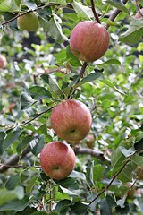 한국농촌의모습입니다