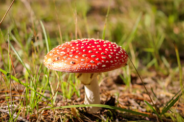Fly agaric mushroom in the wild growing on moss and grass.