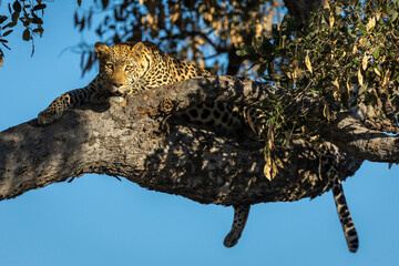 Horizontal portrait of a leopard lying in a tree in Savuti in Botswana