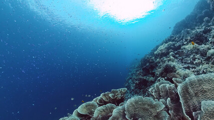 Tropical fishes and coral reef at diving. Underwater world with corals and tropical fishes. Panglao, Bohol, Philippines.