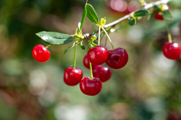 Felt cherry branch with ripe berries in Sunny weather