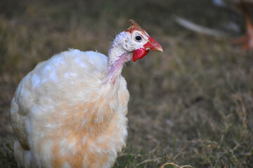 beautiful white Guinea fowl in the zoo. Close-up