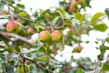Red ripe apples on a branch. Selective focus.