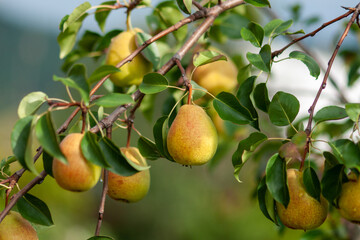 Ripe pears on a branch against a background of green foliage on a sunny day.