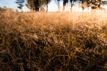 Fototapeta premium long grass in sunlight