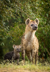 Obraz premium Vertical portrait of a hyena mother and her baby looking alert in Masai Mara in Kenya