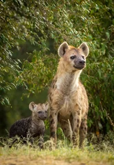  Vertical portrait of a hyena mother and her baby looking alert in Masai Mara in Kenya © stuporter