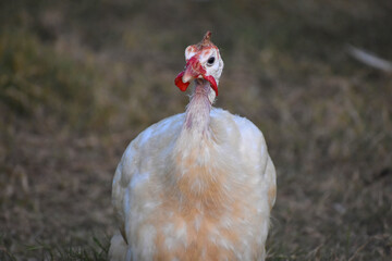 beautiful white Guinea fowl in the zoo. Close-up