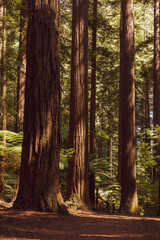 Rotorua Redwoods Park in the centre of the North Island of New Zealand 