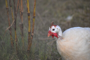 beautiful white Guinea fowl in the zoo. Close-up