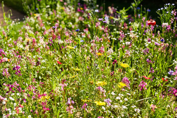 gardening, botany and flora concept - beautiful field flowers in summer garden