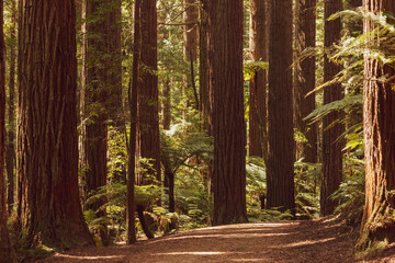 Rotorua Redwoods Park in the centre of the North Island of New Zealand 