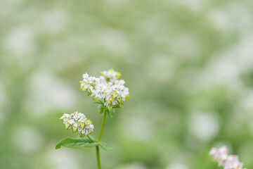 満開のそばの花