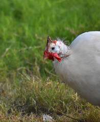 beautiful white Guinea fowl in the zoo. Close-up