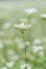 満開のそばの花