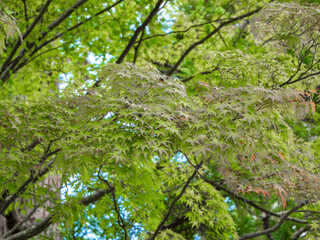 【秋】もみじ・紅葉