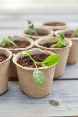 gardening, eco and organic concept - vegetable seedlings in pots with soil on wooden board background