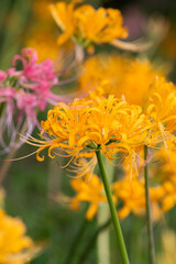 ピンクと黄色の彼岸花