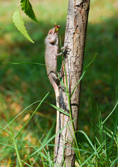 lizard on a branch